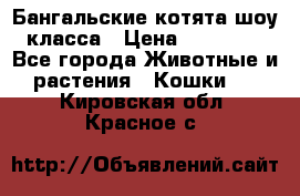 Бангальские котята шоу класса › Цена ­ 25 000 - Все города Животные и растения » Кошки   . Кировская обл.,Красное с.